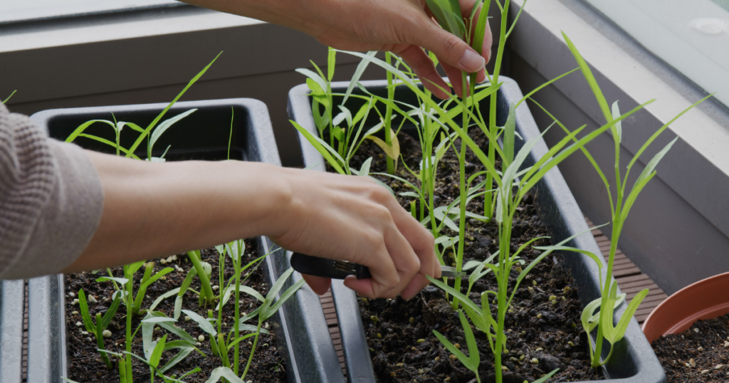 Creating a Mini Garden